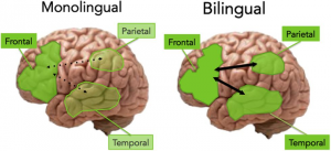 An-illustration-of-the-monolingual-vs-bilingual-aging-brain-In-monolinguals-aging-is